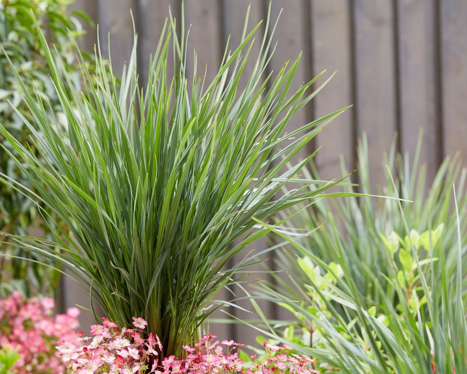 Inspiration Plantipp